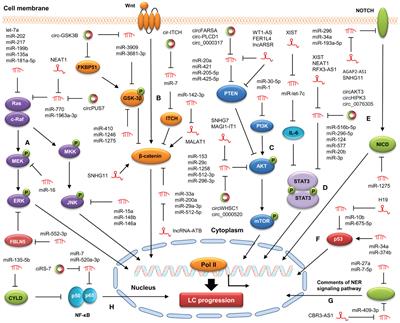 Non-coding RNAs in lung cancer: molecular mechanisms and clinical applications